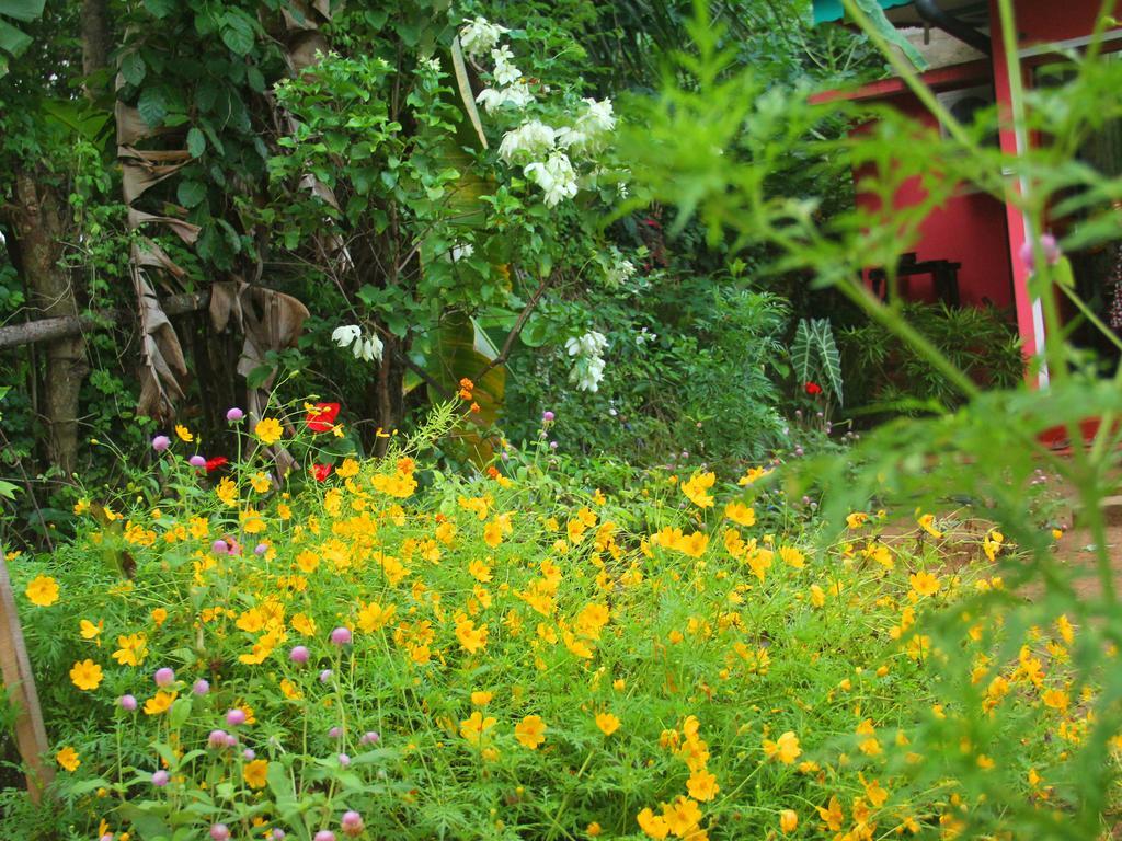 Little Pink House Apartment Mirissa Bilik gambar