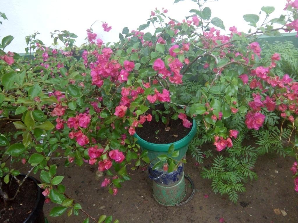 Little Pink House Apartment Mirissa Luaran gambar